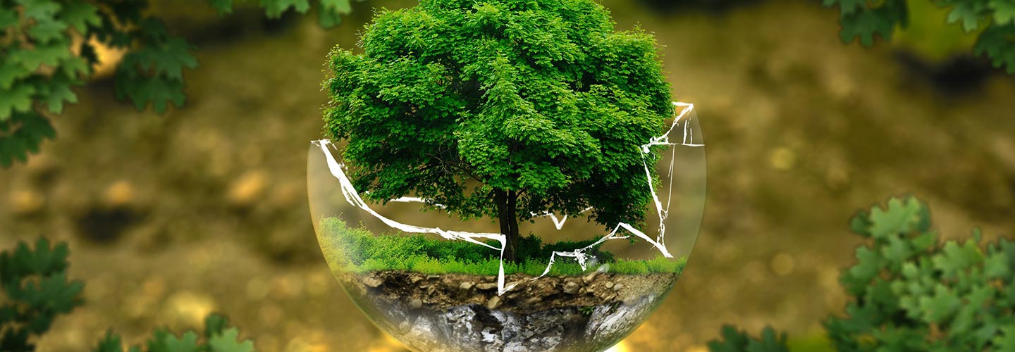 baum-umwelt.jpg