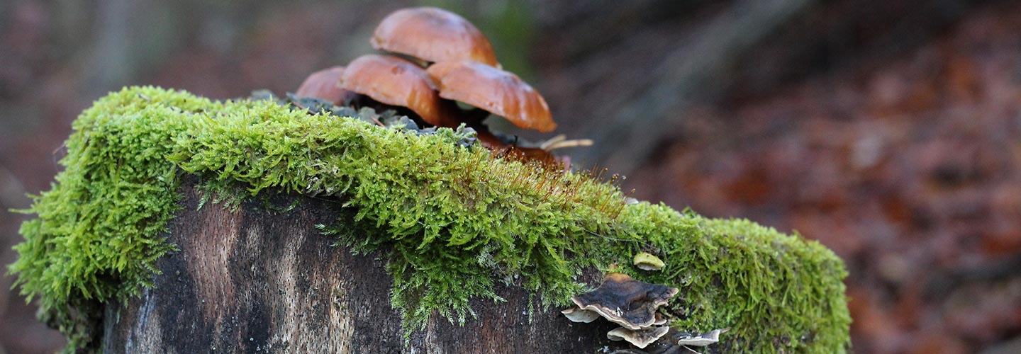 pilze-im-wald.jpg