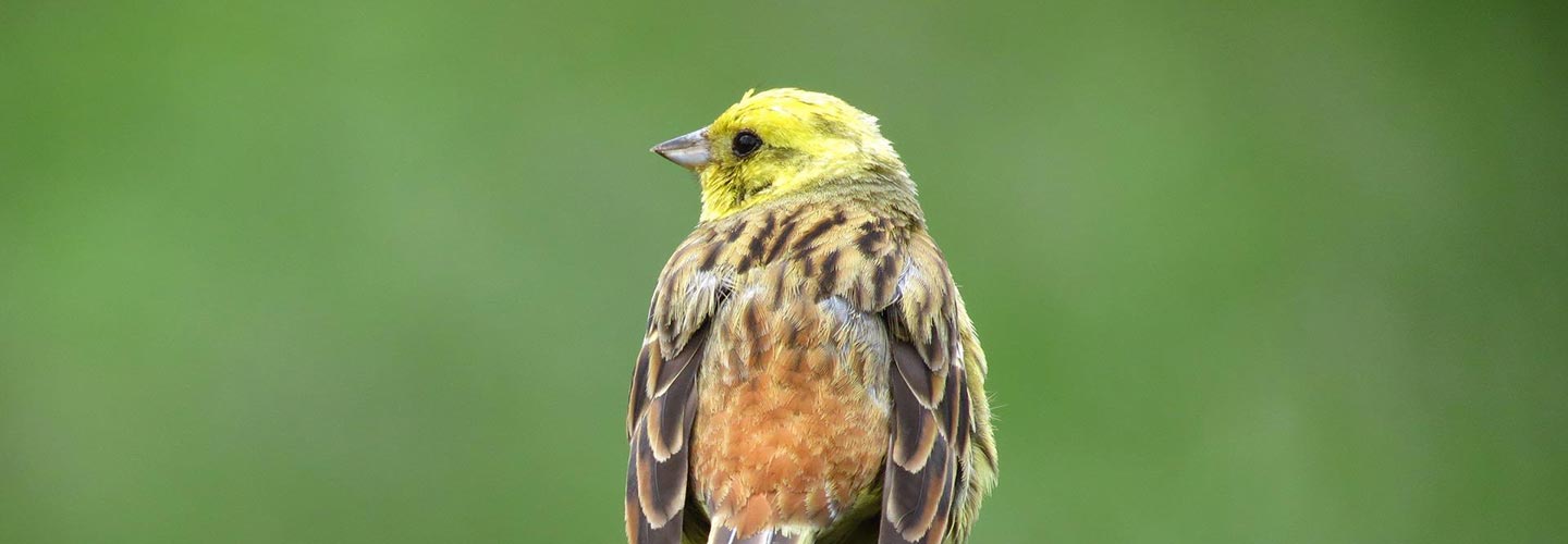 vogel_1440x500.jpg