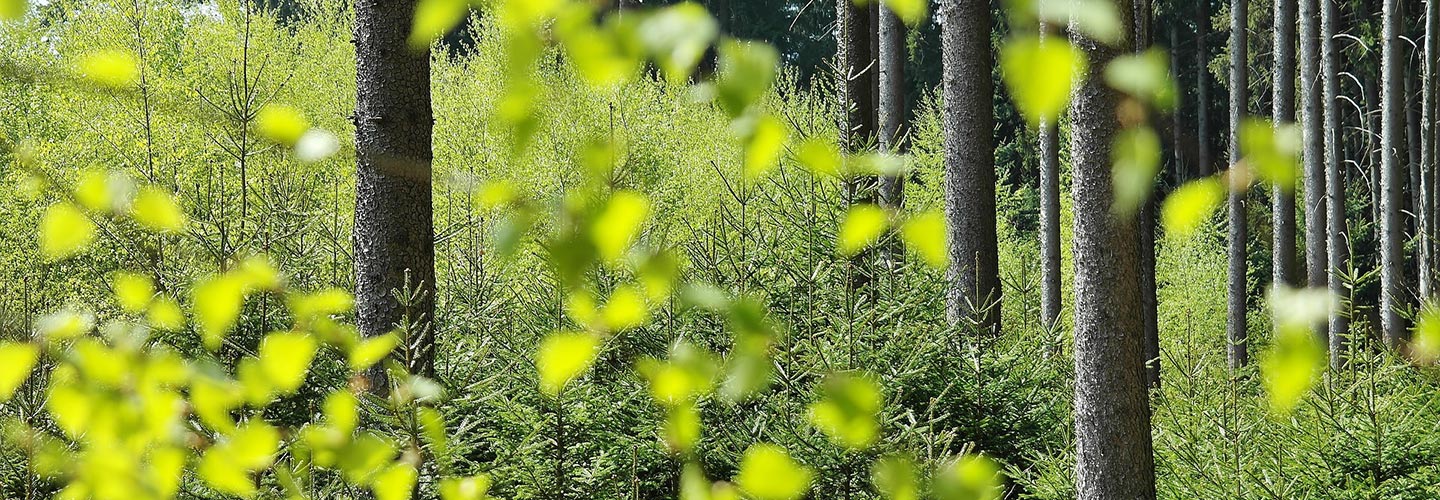 wald.jpg